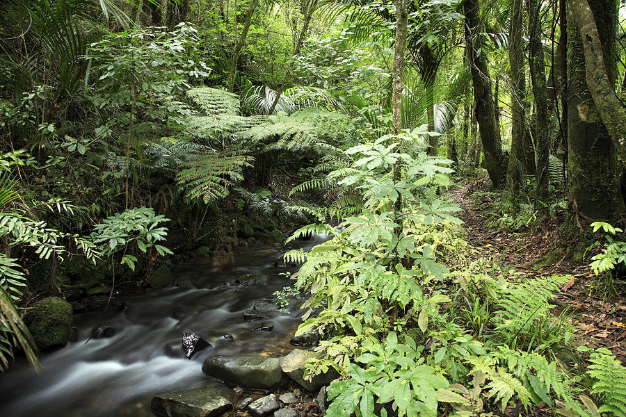 Jungle stream #1 Photograph by Les Cunliffe