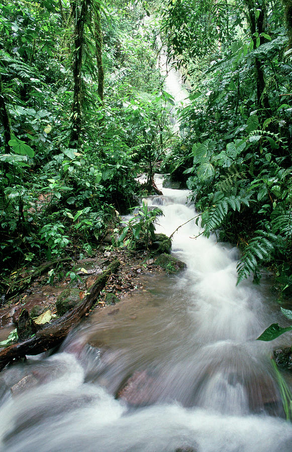 Jungle Waterfall #1 Photograph by Dr Morley Read/science Photo Library