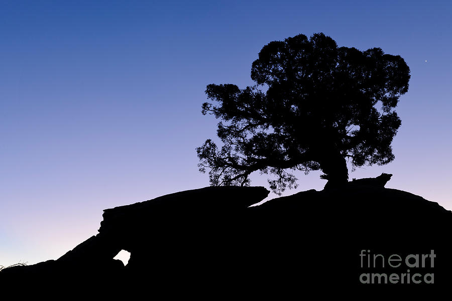 Juniper Tree At Dawn #1 Photograph by John Shaw