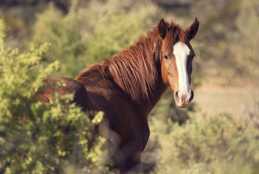 Horse Photograph - Just Over My Shoulder  #2 by Saija Lehtonen