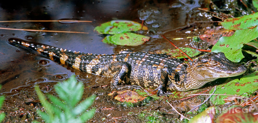 Wildlife Photograph - Juvenile American Alligator #1 by Millard H. Sharp