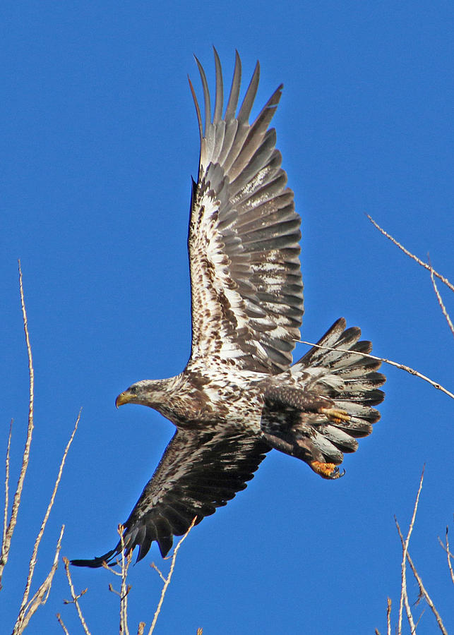 Juvenile Bald Eagle in Flight #2 Photograph by Dawn Key