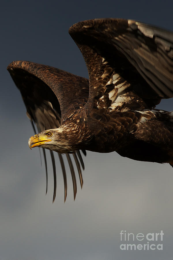 Juvenile Bald Eagle In Flight Photograph