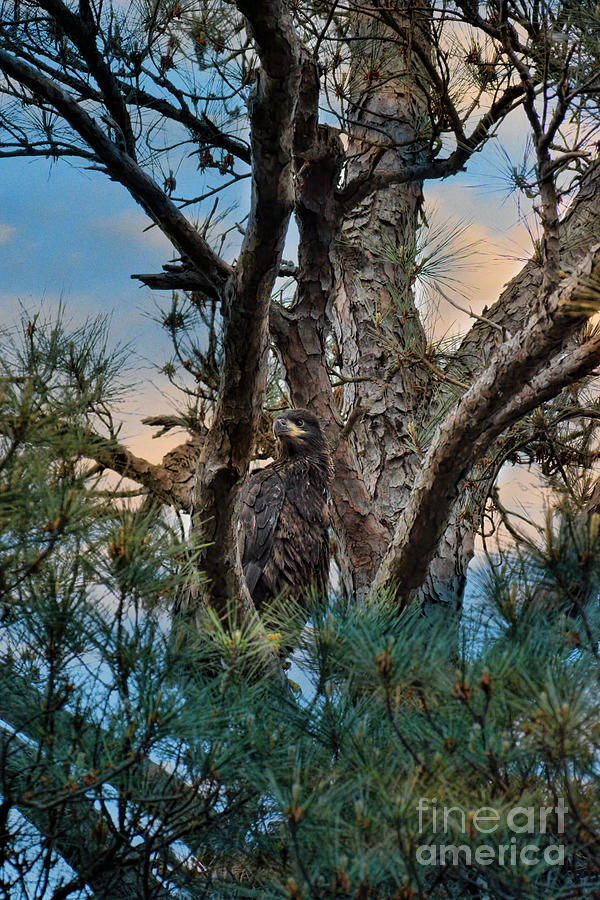 Juvenile Eagle in a Pine Tree #2 Photograph by Jai Johnson