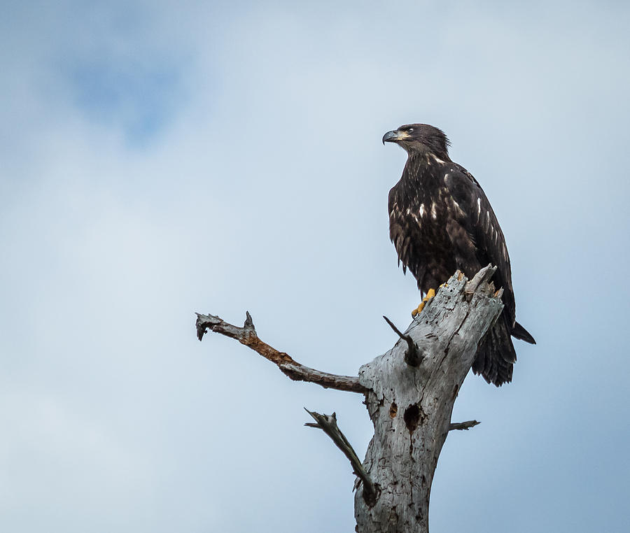 Juvenile eagle #1 Photograph by Jane Luxton
