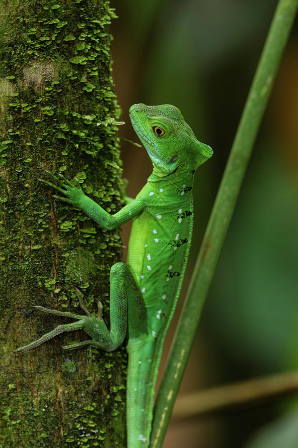 Juvenile Green Basilisk Perches Photograph by Jon G. Fuller - Fine Art ...