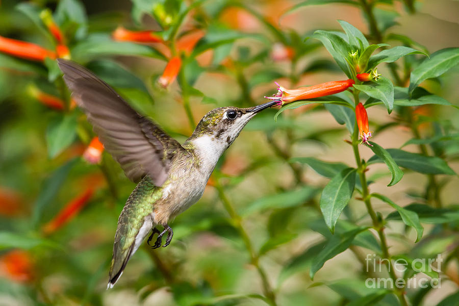Hummingbird Photograph - Juvenile Male Ruby-throated Hummingbird #2 by Dawna Moore Photography