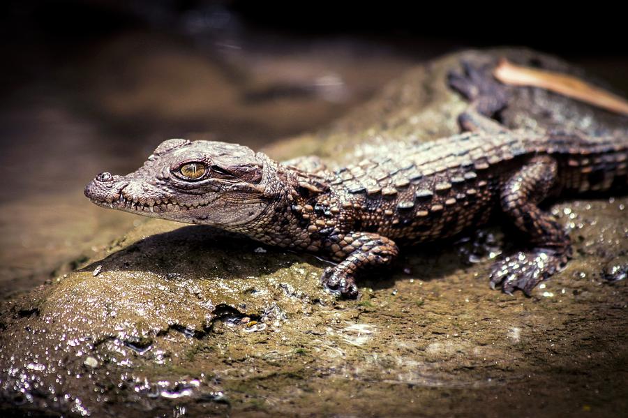 Nature Photograph - Juvenile Mugger Crocodile #1 by Paul Williams