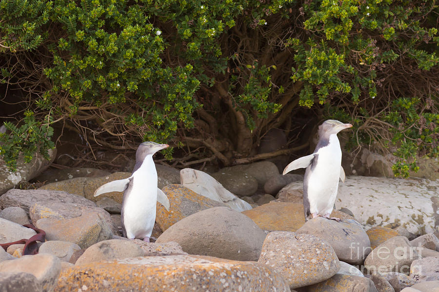 Bird Photograph - Juvenile NZ Yellow-eyed Penguins or Hoiho on shore #1 by Stephan Pietzko