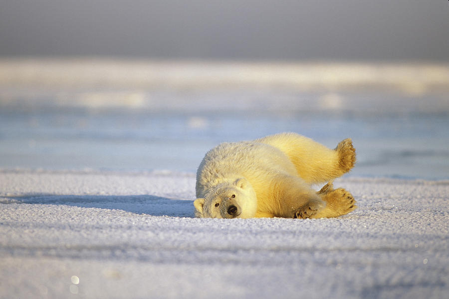 Wildlife Photograph - Juvenile Polar Bear Rolling On Back #1 by Steven Kazlowski