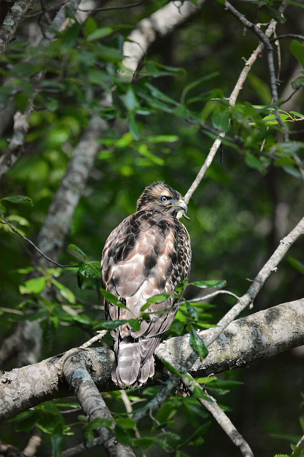 Juvenile Red Shouldered Hawk Photograph by Jai Johnson