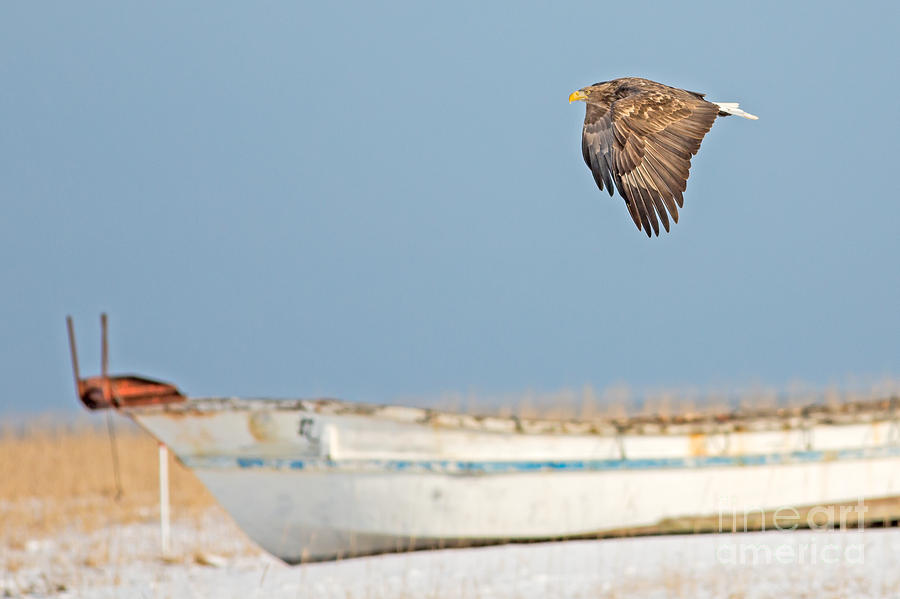 Juvenile Stellers Eagle over Hokkaido Beach #1 Photograph by Natural Focal Point Photography