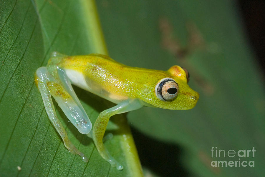Juvenile Tree Frog #1 Photograph by William H. Mullins