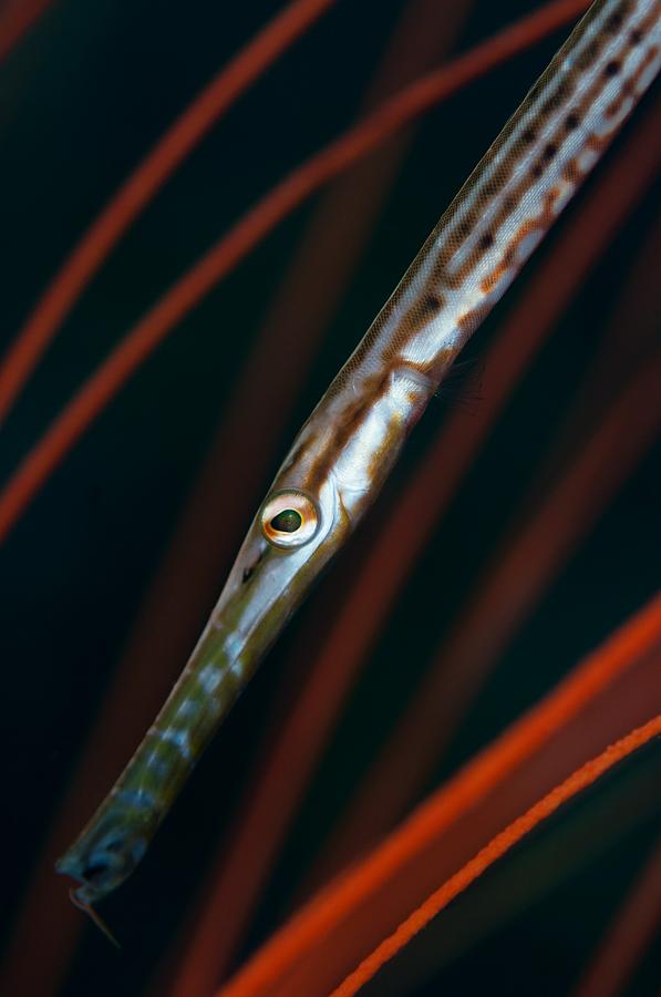 Fish Photograph - Juvenile trumpetfish in whip coral #1 by Science Photo Library