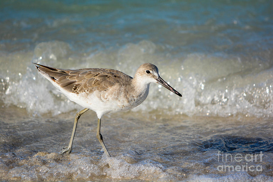 Juvenile WIllet #1 Photograph by John Greco