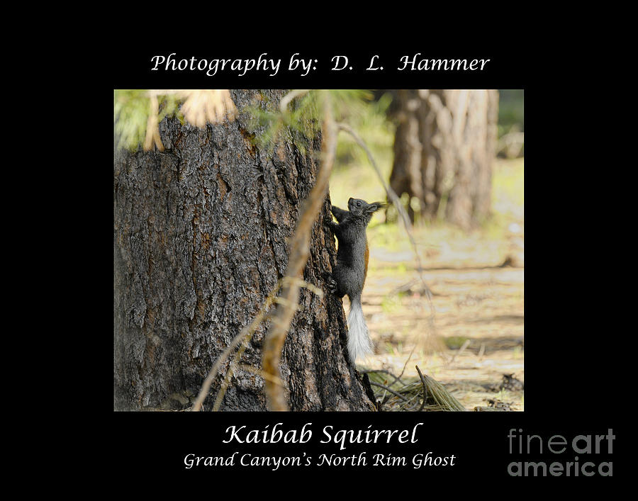 Kaibab Squirrel #1 Photograph by Dennis Hammer