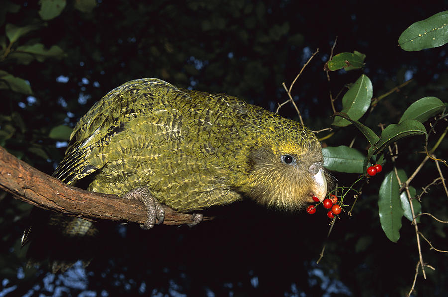 Kakapo Feeding On Supplejack Berries #1 Photograph by Tui De Roy
