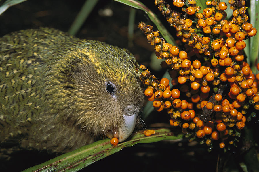 Kakapo Flightless Feeding On Astelia #1 Photograph by Tui De Roy