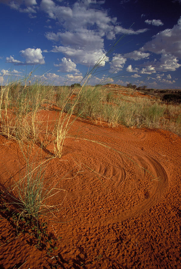 Kalahari Desert Scene #1 Photograph by Nigel Dennis