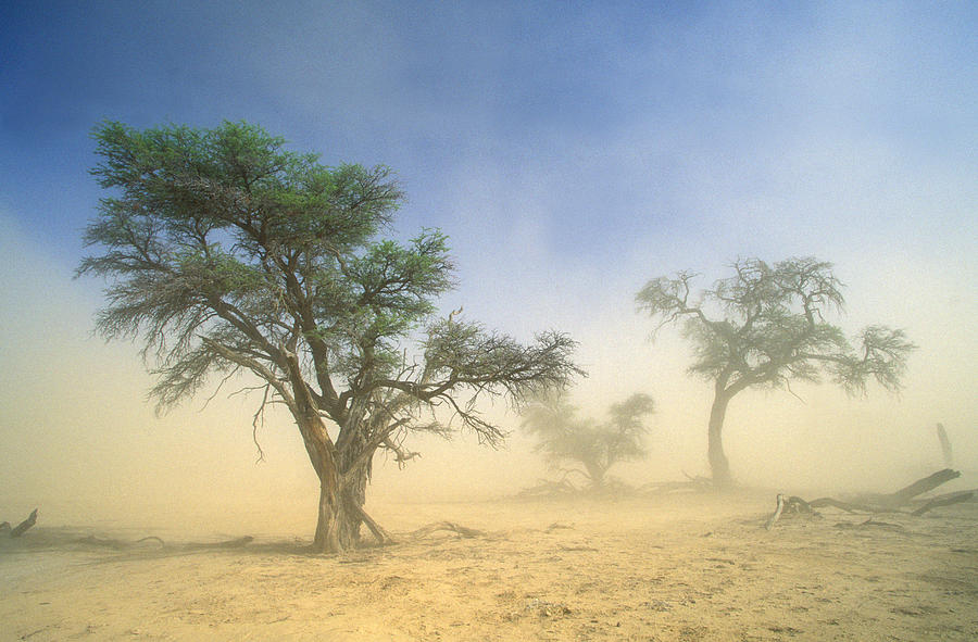 Kalahari Sandstorm #1 Photograph by Nigel Dennis