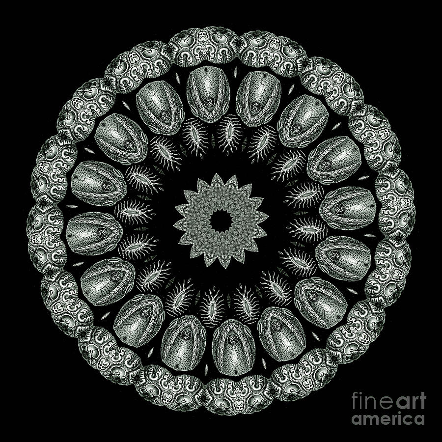 Ernst Haeckel Photograph - Kaleidoscope Ernst Haeckl Sea Life Series Black and White Set On #1 by Amy Cicconi