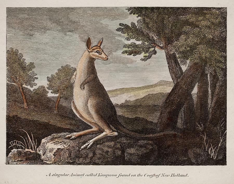 George Stubbs Photograph - Kangaroo #1 by Paul D Stewart