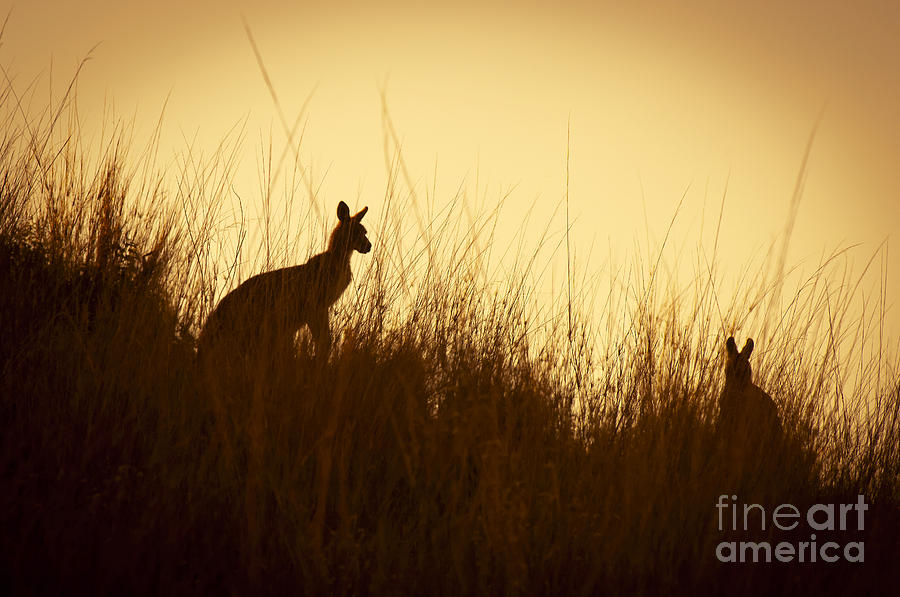 Kangaroo Silhouettes #1 Photograph by THP Creative