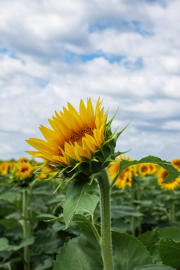 Kansas Sunflower #1 Photograph by Alan Hutchins
