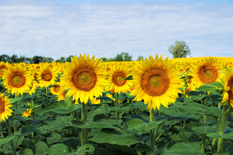 Kansas Sunflower Field #1 Photograph by Alan Hutchins