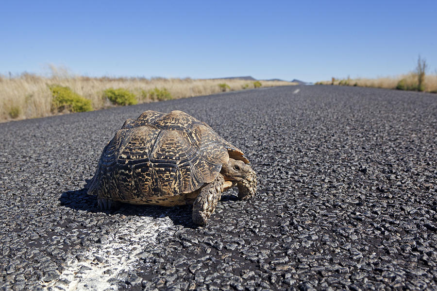 Karoo Cape Tortoise #1 Photograph by M. Watson