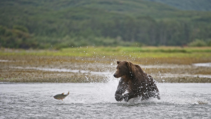 Katmai, Alaska #1 Photograph by Enrique R. Aguirre Aves Katmai, Alaska #1 Photograph by Enrique R. Aguirre Aves