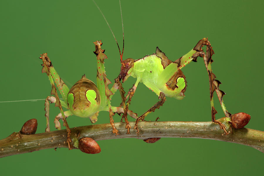 Grasshopper Photograph - Katydids (ancylecha Fenestrata) #1 by Tomasz Litwin