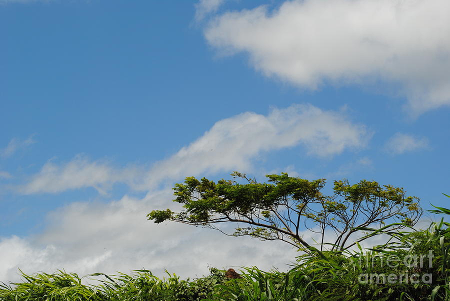 Tree Photograph - Kauai Tree #1 by Shannon Lee Parker-Ferentinos