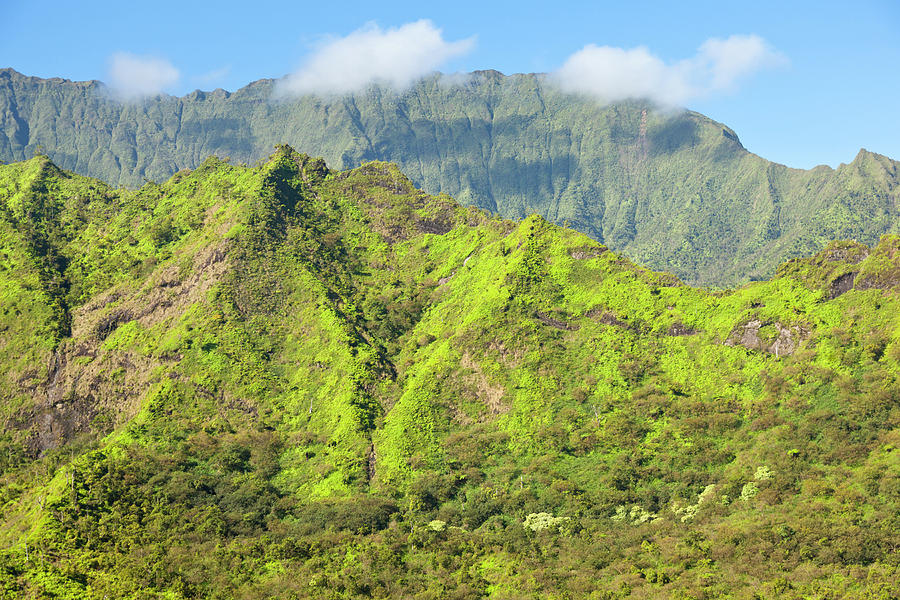 Kauai Tropical Rain Forest #1 Photograph by Michaelutech