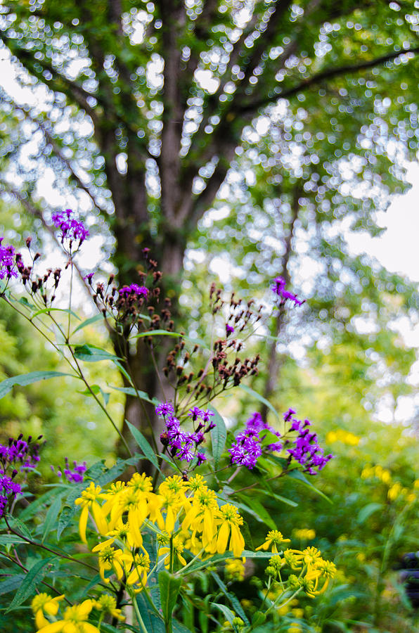 Kentucky Wildflowers Photograph by Chris Applegate