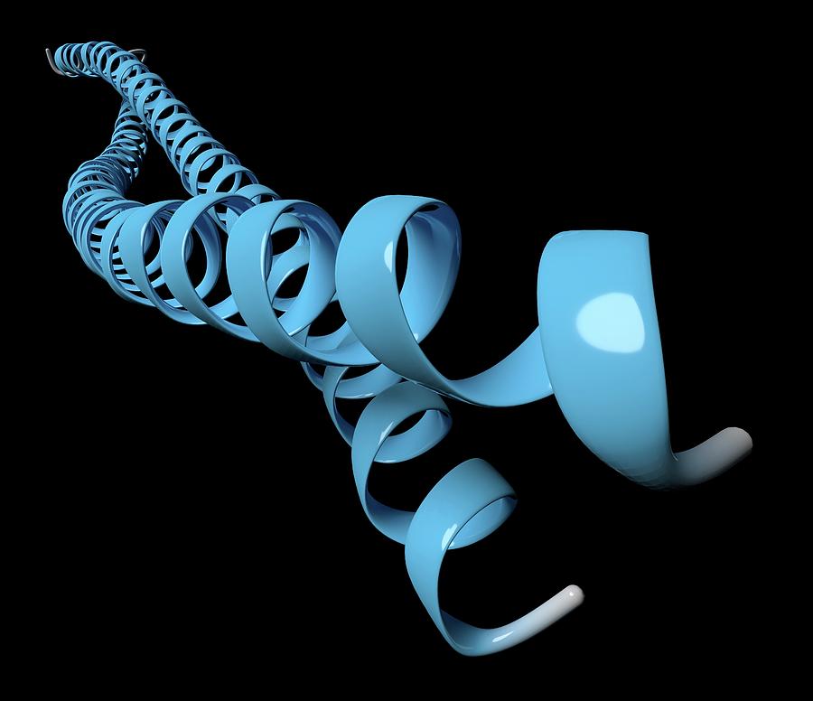 Keratin Filament Molecule #1 Photograph by Molekuul/science Photo Library