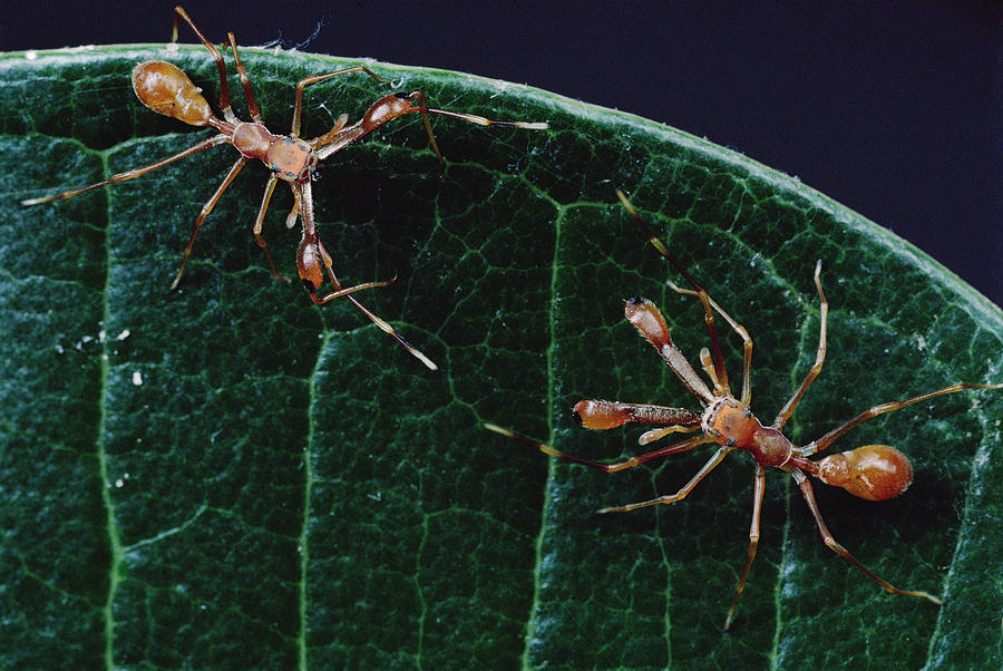 Kerengga Ant-like Jumper Males Fighting #1 Photograph by Mark Moffett