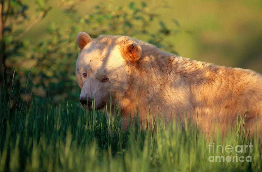 Kermode Bear Photograph by Art Wolfe | Fine Art America