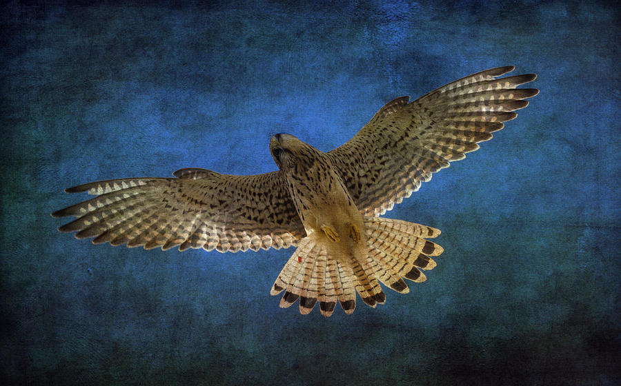 Falcon Photograph - Kestrel #2 by Chris Smith