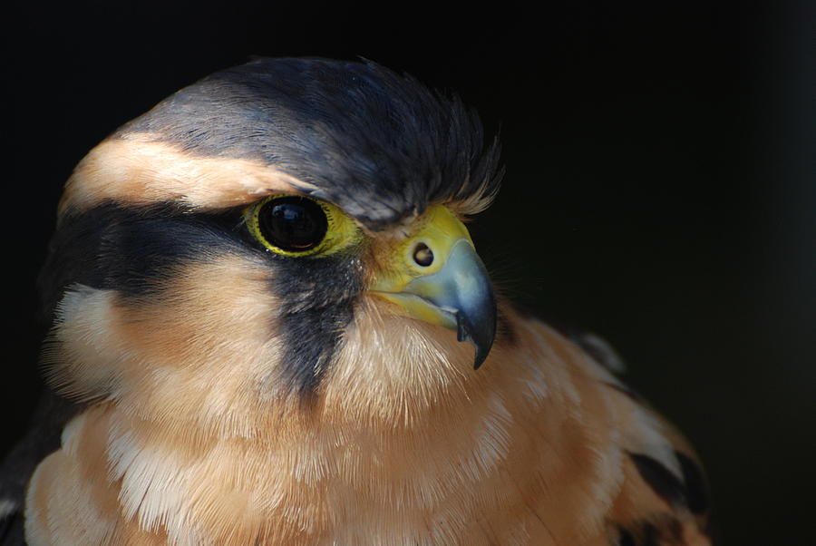 Kestrel Falcon Photograph by Amy Porter