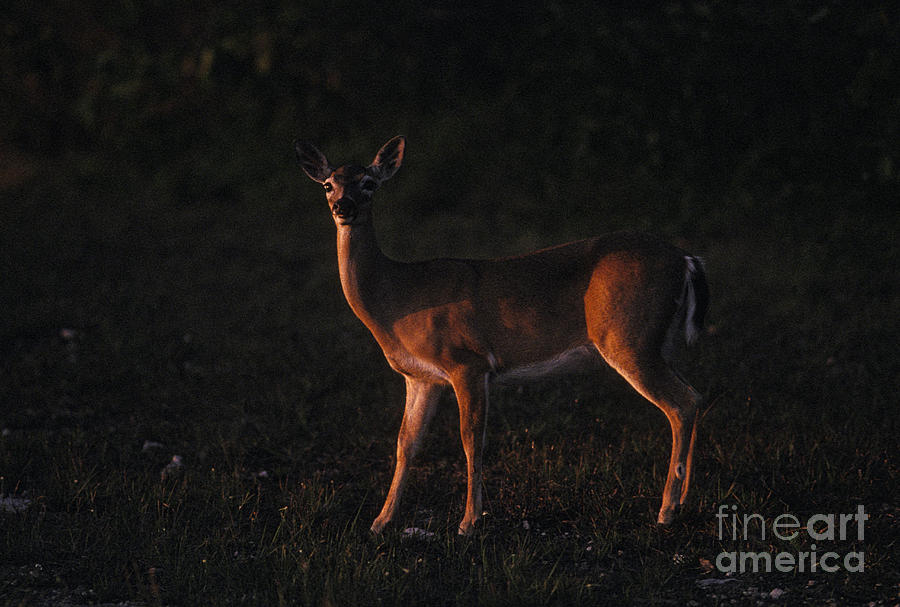 Key Deer #1 Photograph by Ron Sanford