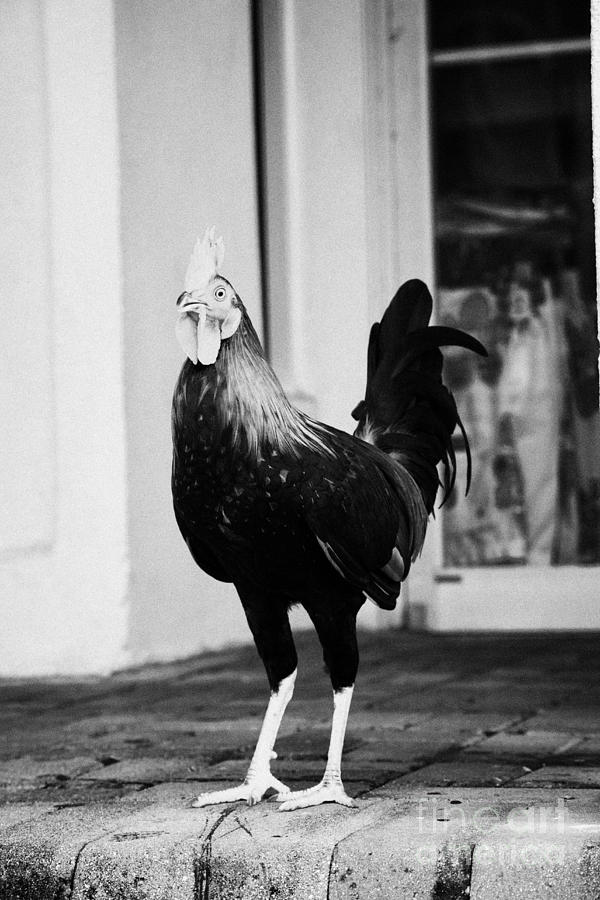 Key West Rooster Roaming Wild Florida Usa The Roosters Were Introduced ...