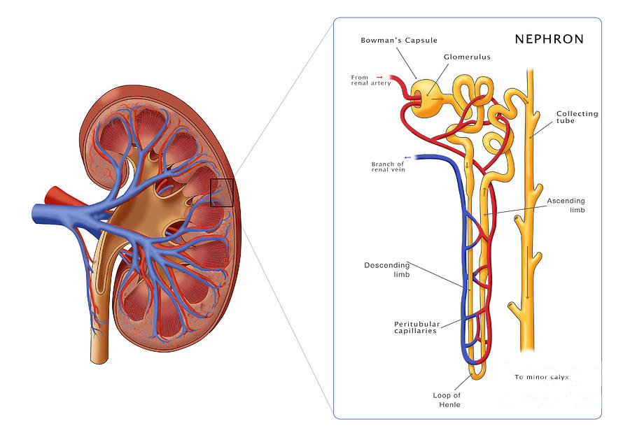 Kidney And Nephron, Illustration #1 Photograph by Monica Schroeder