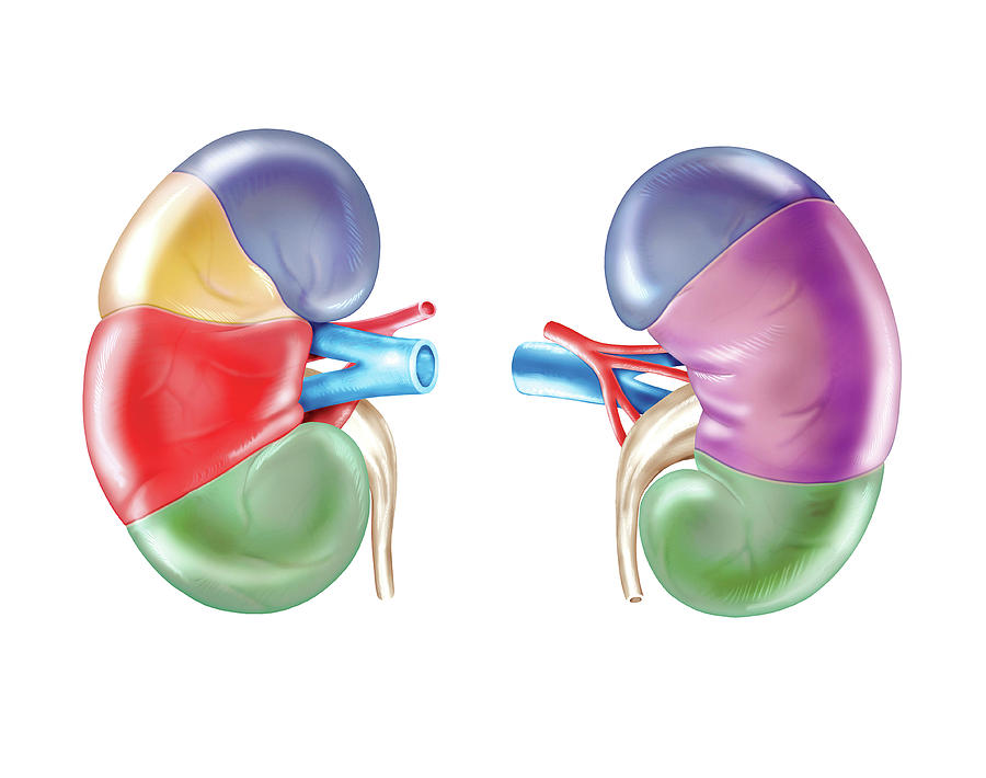 Kidney Photograph - Kidney #1 by Asklepios Medical Atlas