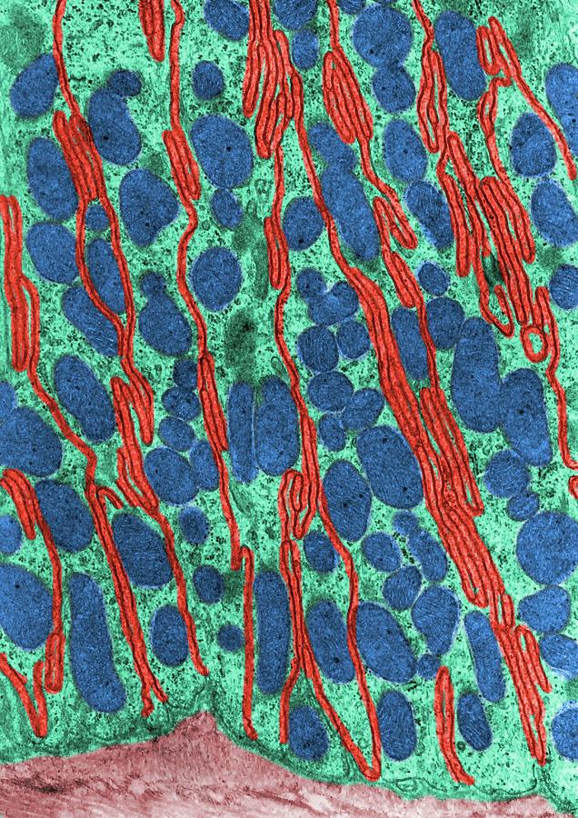 Kidney Convoluted Tubule #1 Photograph by Jose Calvo / Science Photo Library