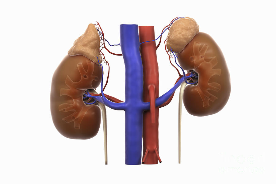 Kidneys And Adrenal Glands #1 Photograph by Science Picture Co