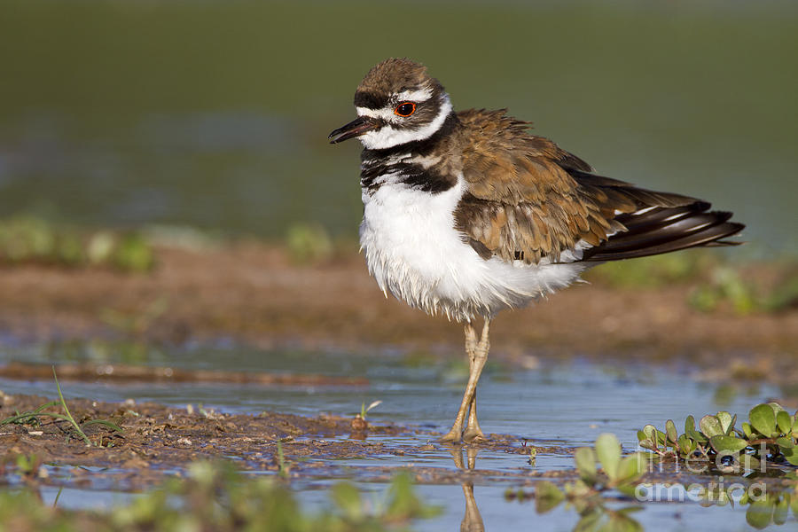 Killdeer fluffing up Photograph by Bryan Keil
