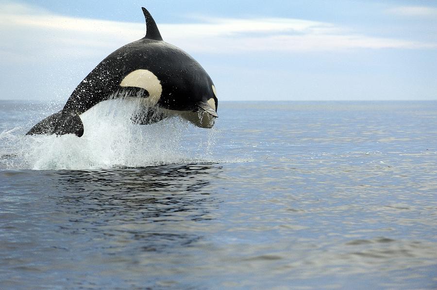 Killer Whale Hunting #1 Photograph by Christopher Swann