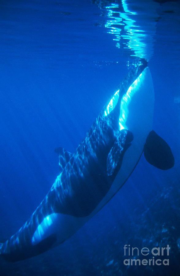 Killer Whale #1 Photograph by Mark Newman
