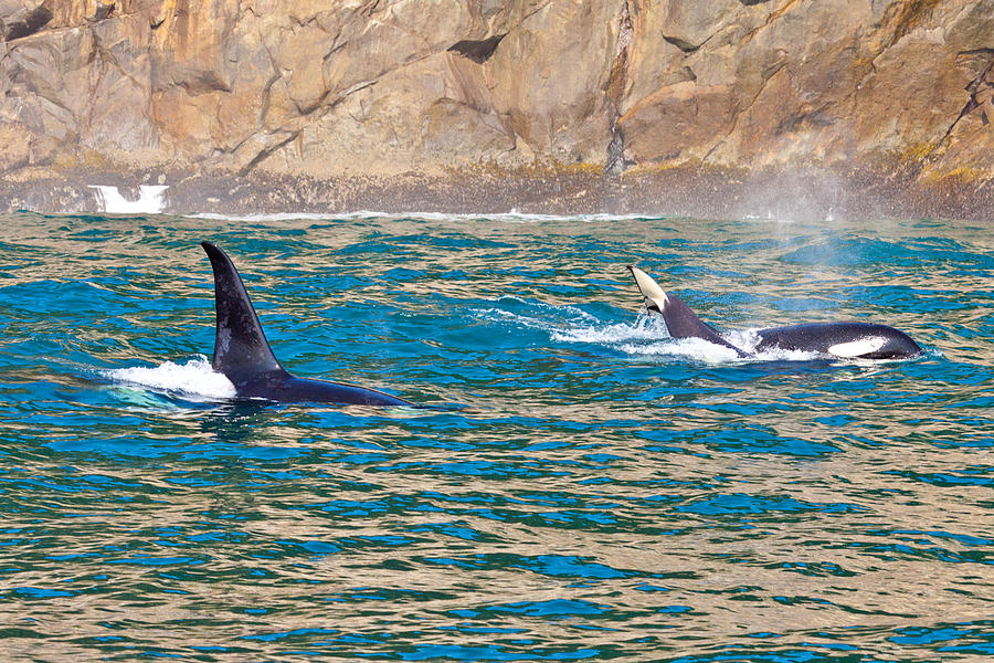 Killer Whale Photograph by Richard Jack-James Killer Whale Photograph by Richard Jack-James